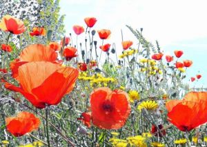 Voir le détail de cette oeuvre: Coquelicots