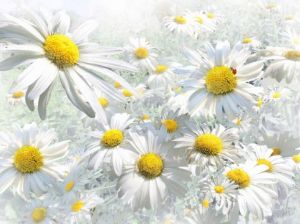 Voir le détail de cette oeuvre: Coccinelle