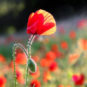 Voir le détail de cette oeuvre: Incandescence